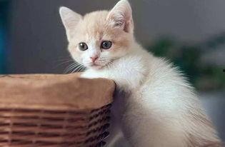 动物诗搞笑,趣味横生的动物诗篇